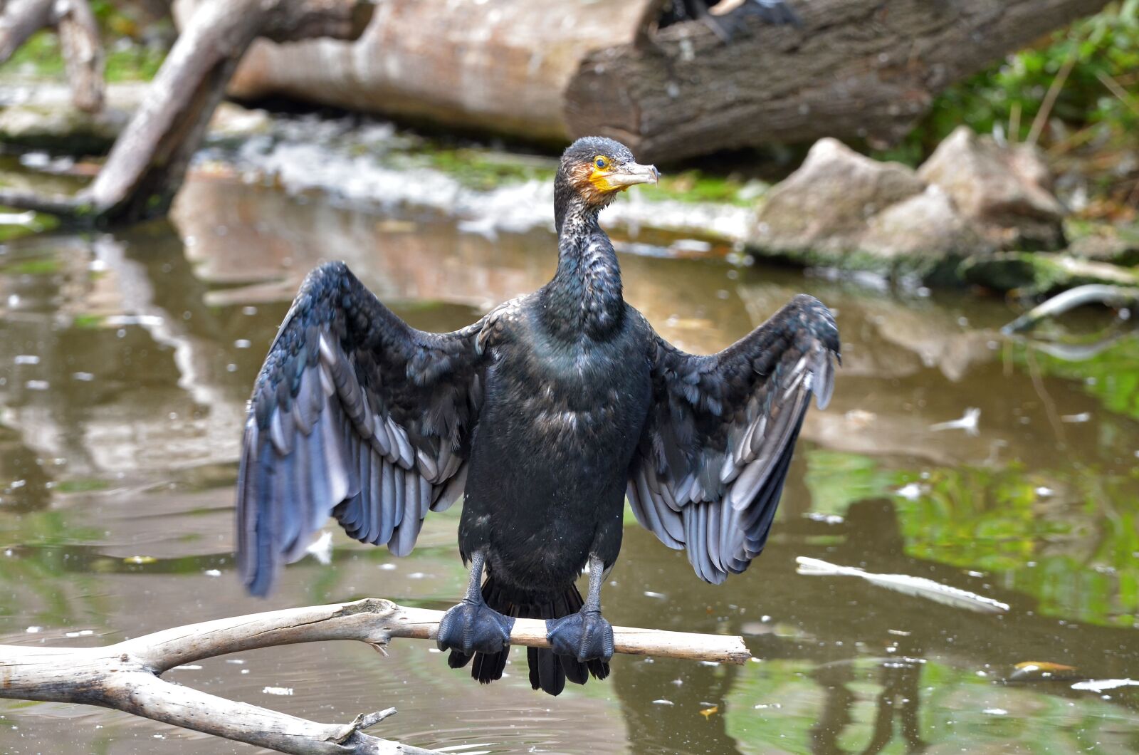 Nikon D7000 sample photo. Cormorant, branch, zoo photography