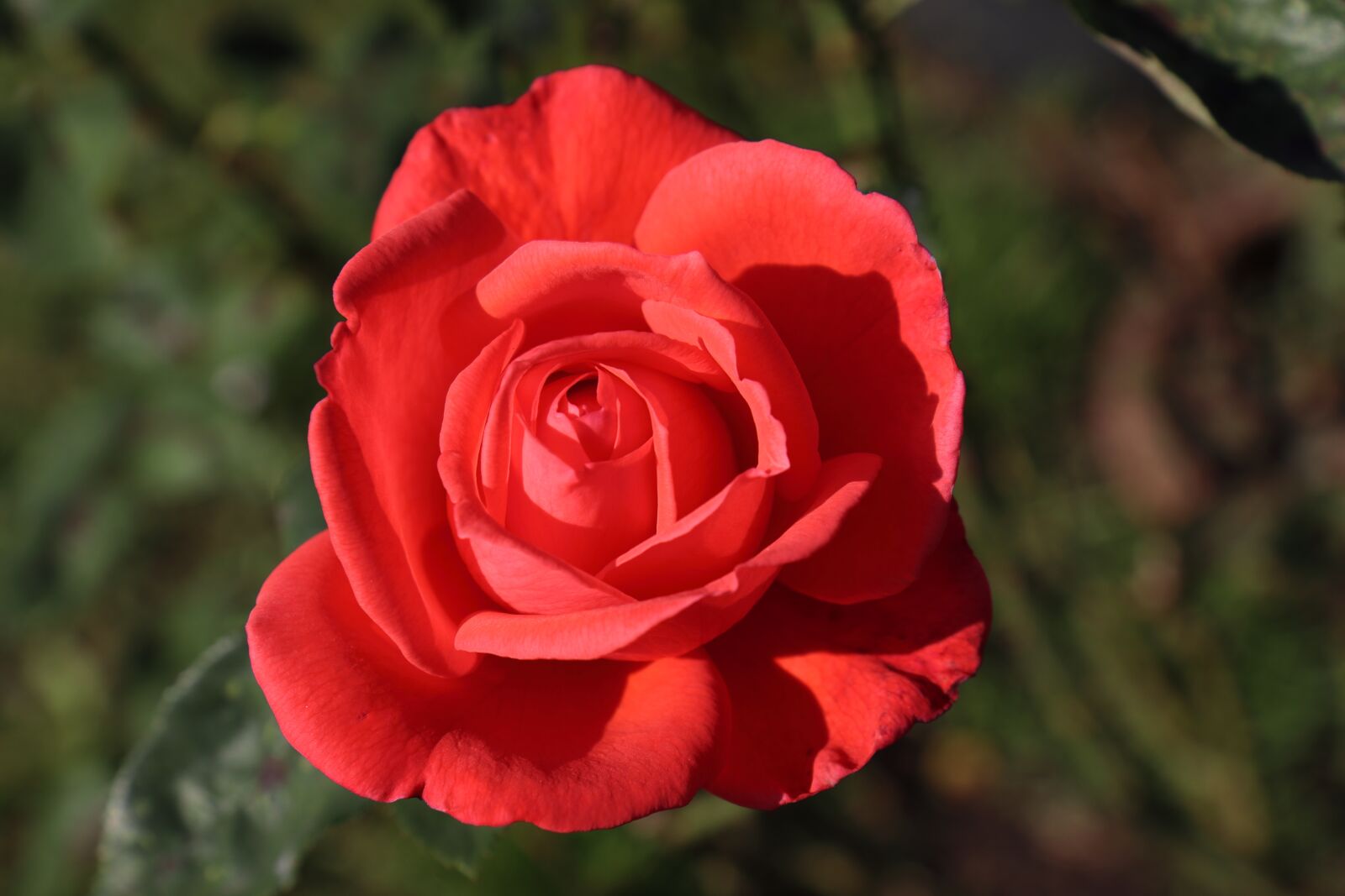 Canon EOS 800D (EOS Rebel T7i / EOS Kiss X9i) sample photo. Red, rose, flower photography