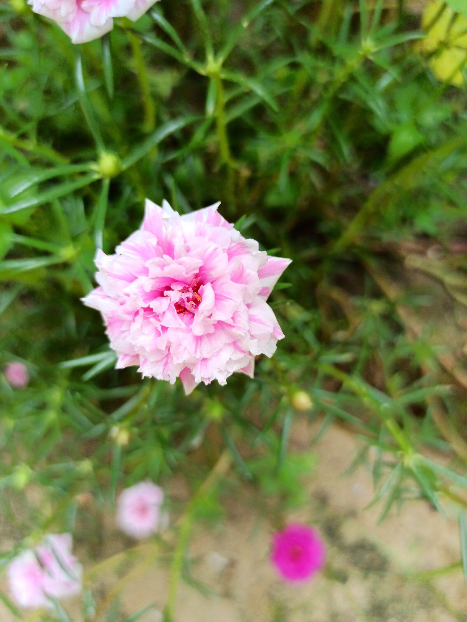 Xiaomi Redmi Note 8 Pro sample photo. Flower, amazingphotography, walpaper photography