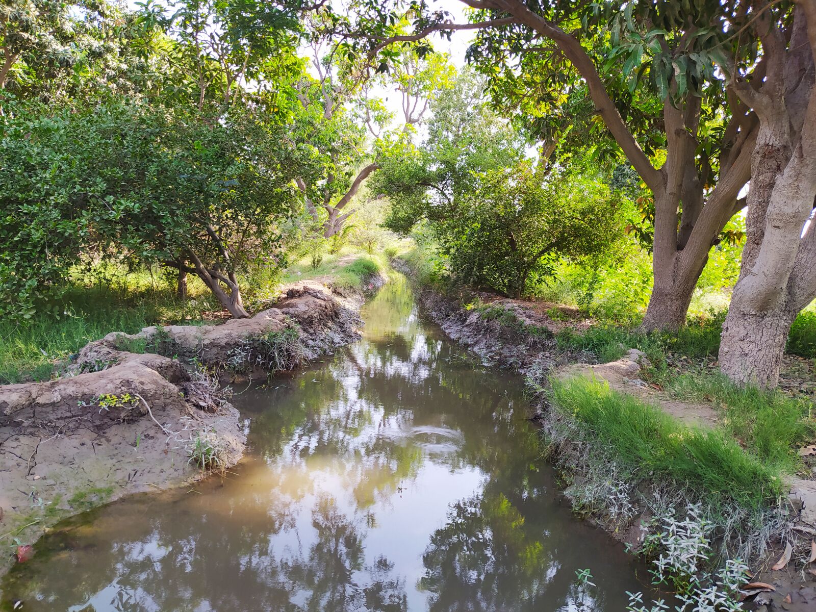 Xiaomi Redmi Note 8 sample photo. Nature, view, landscape photography