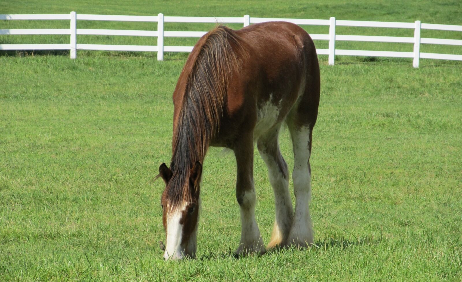 Canon PowerShot SX130 IS sample photo. Clydesdale, horse, yearling photography