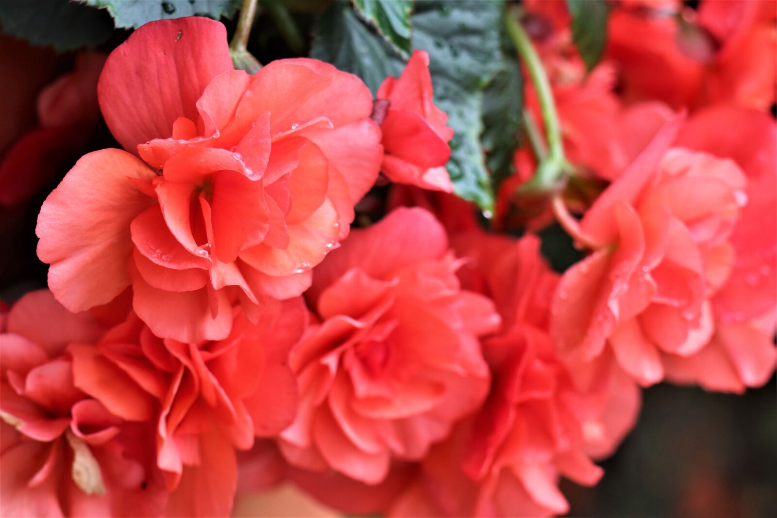 Canon EOS M6 sample photo. Flower, petals, begonia photography
