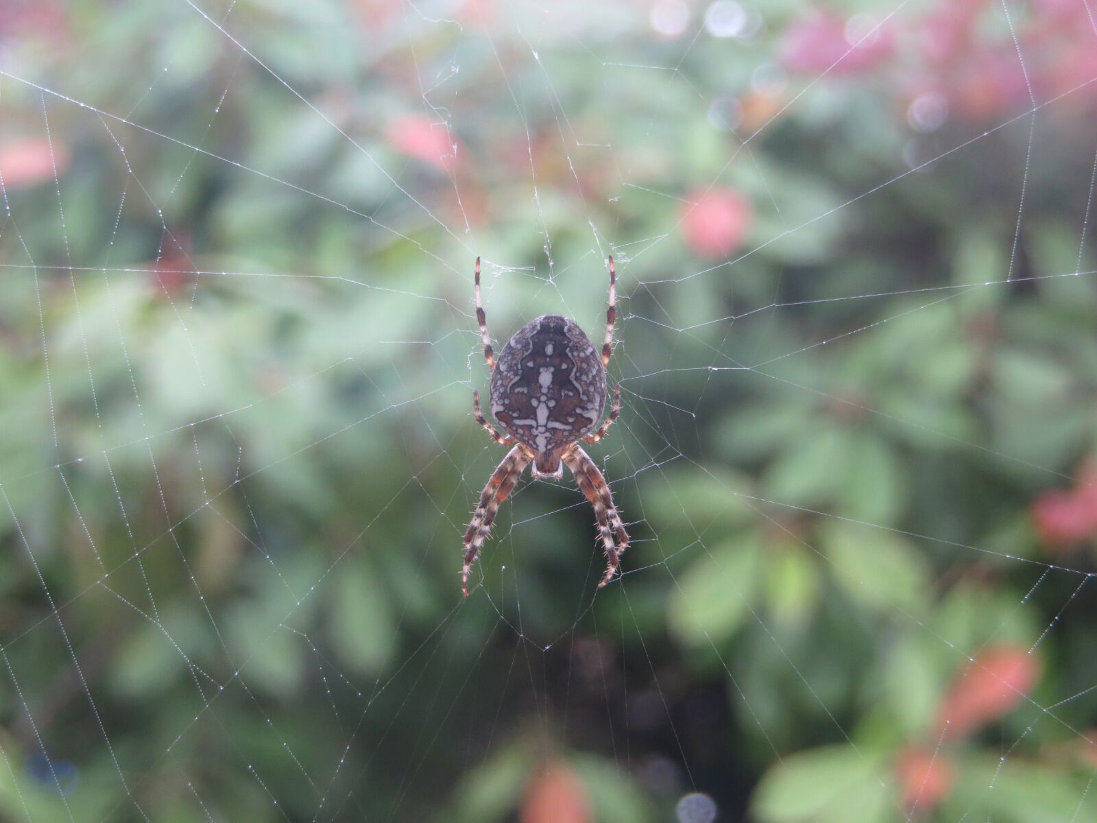 Canon PowerShot SX240 HS sample photo. Spider, web, spider web photography