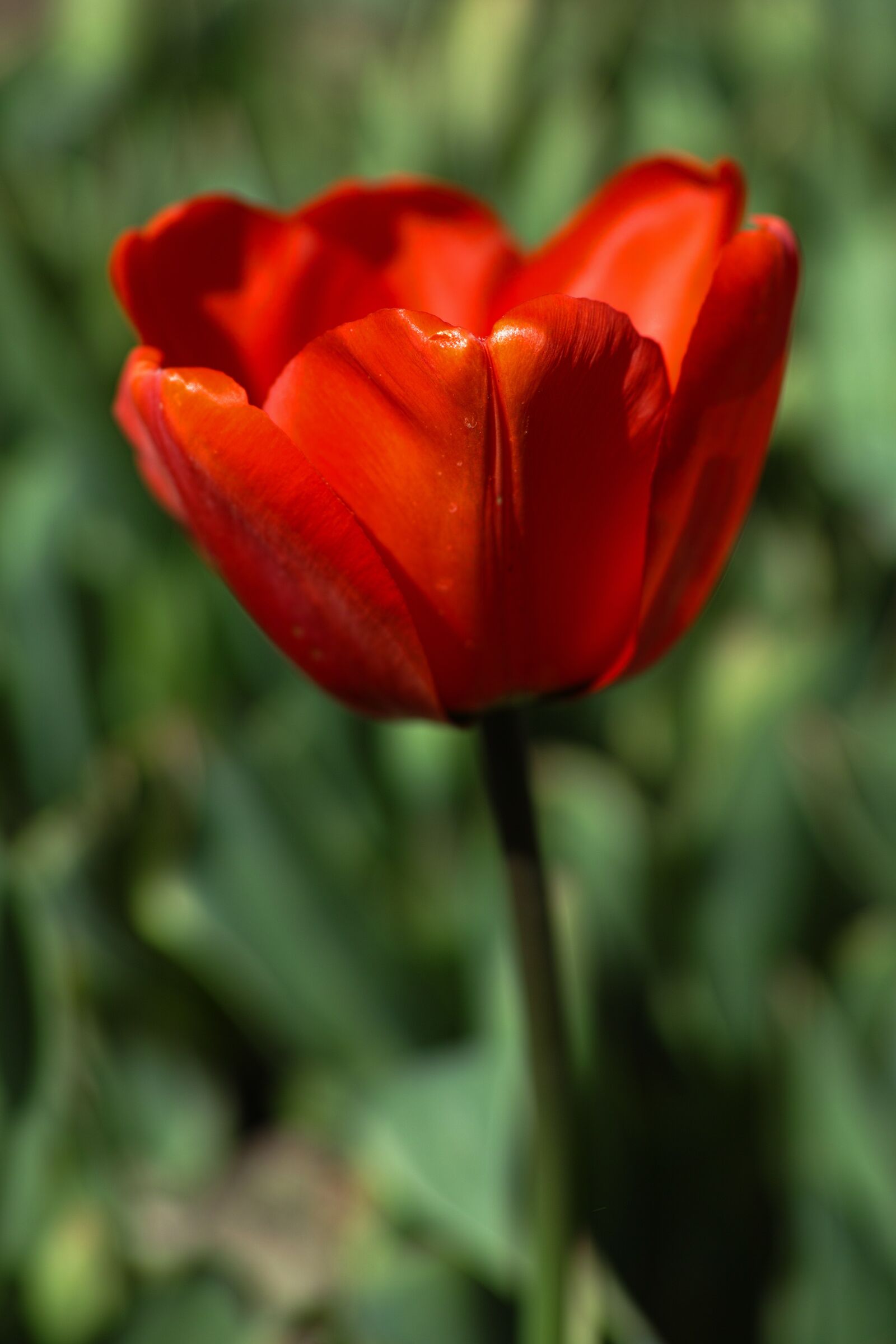 Sigma DP3 Merrill sample photo. Flower, tulips, beautiful photography