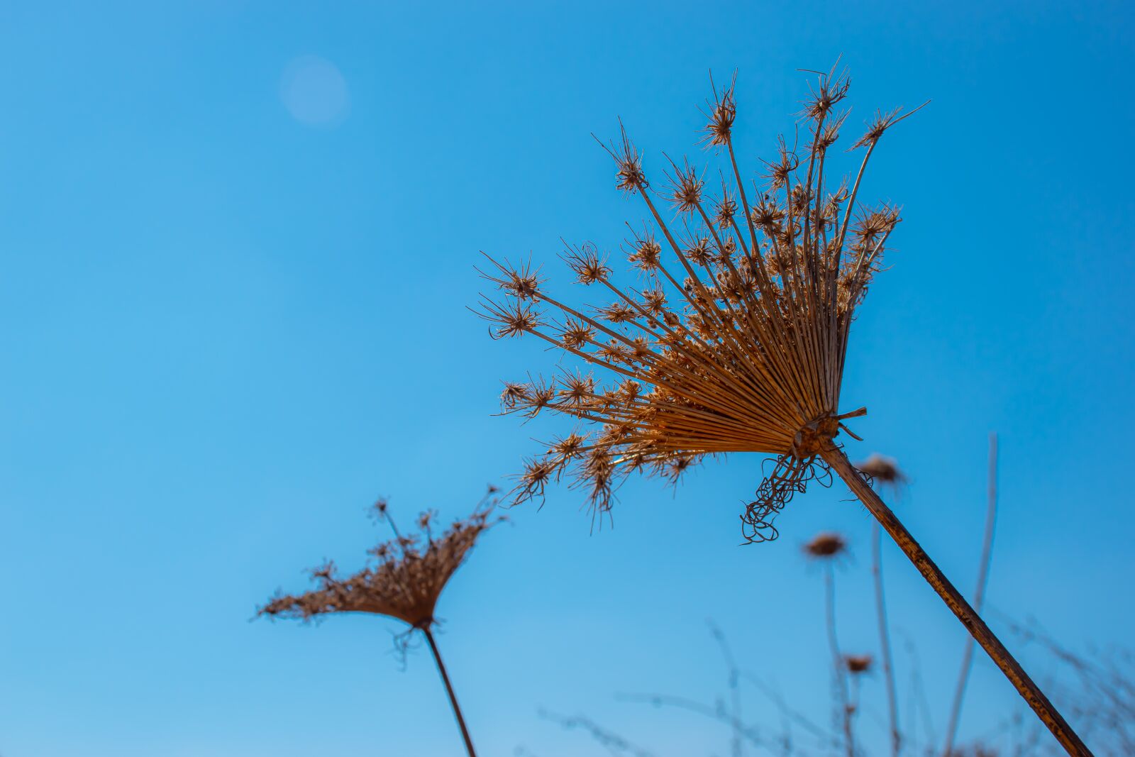Nikon D5600 sample photo. Plant, dry, unknown photography