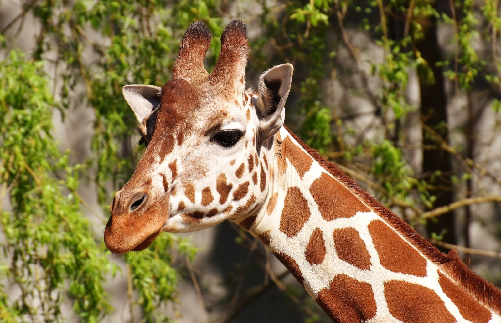 Nikon D7200 sample photo. Giraffe, wild animal, stains photography