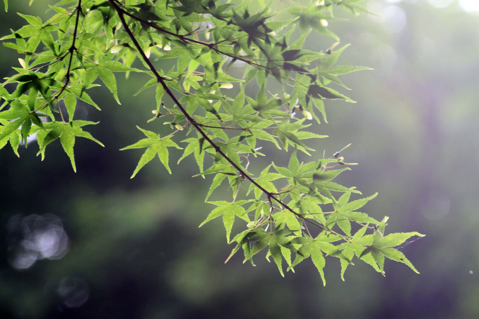 Canon EOS 50D sample photo. Maple leaf, green, backlight photography