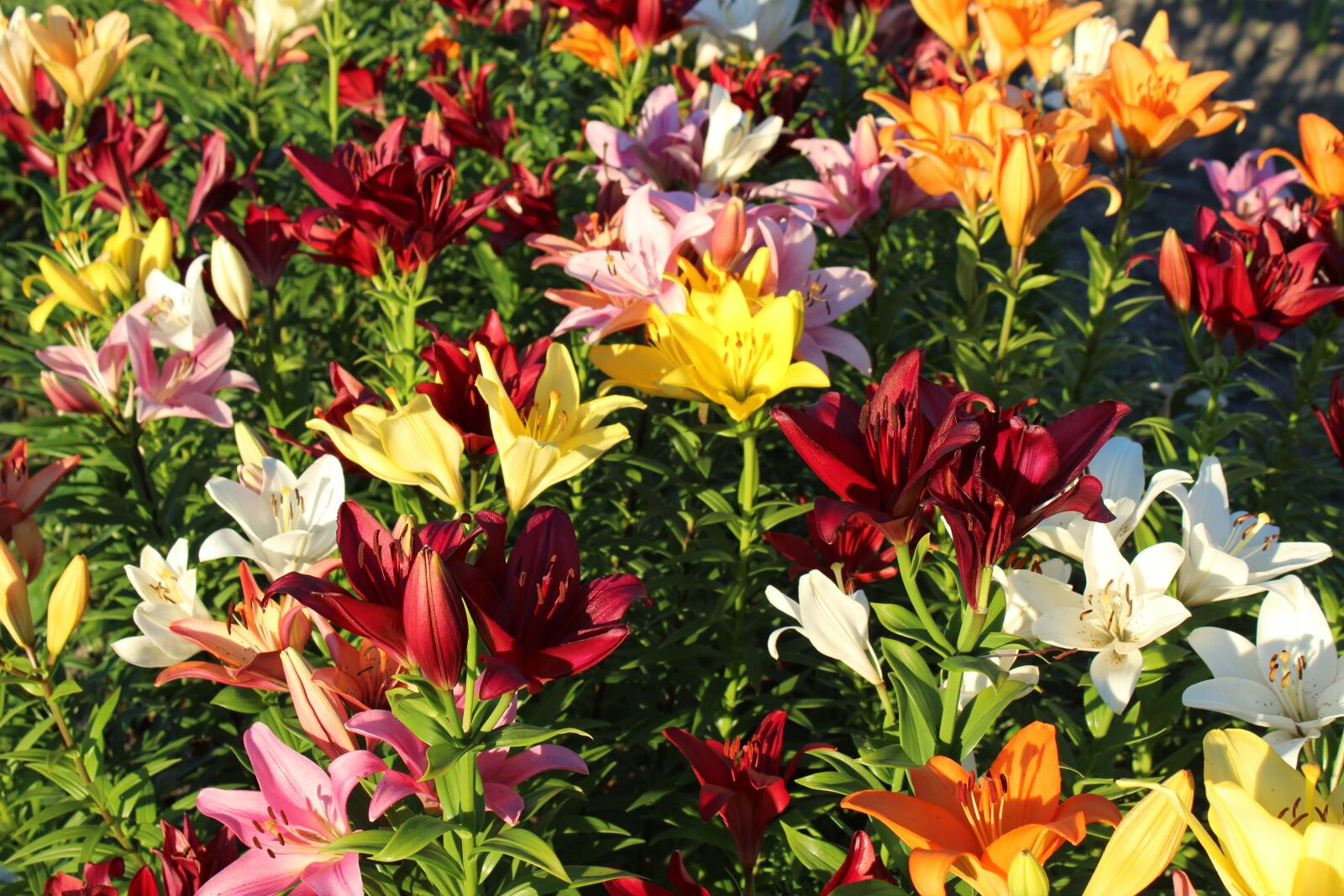 Canon EOS 1300D (EOS Rebel T6 / EOS Kiss X80) sample photo. Lilies, lilienfeld, colorful photography