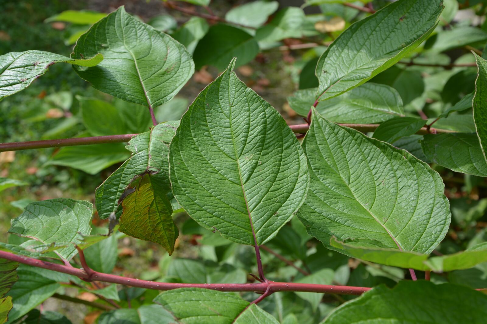 Nikon D5200 sample photo. Leaf, shrub, green photography