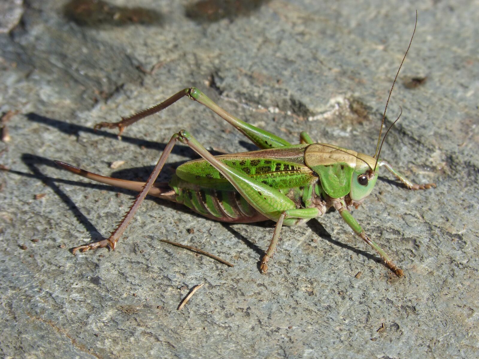 Panasonic DMC-FZ62 sample photo. Cricket, pyrenee catalunya, insect photography