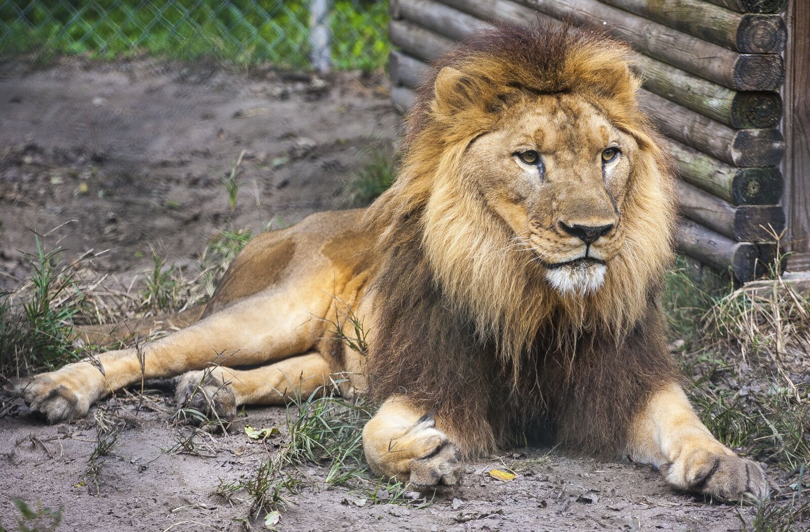 Canon EOS-1D Mark II N + Canon EF 70-200mm F4L USM sample photo. Lion, yellow, resting photography