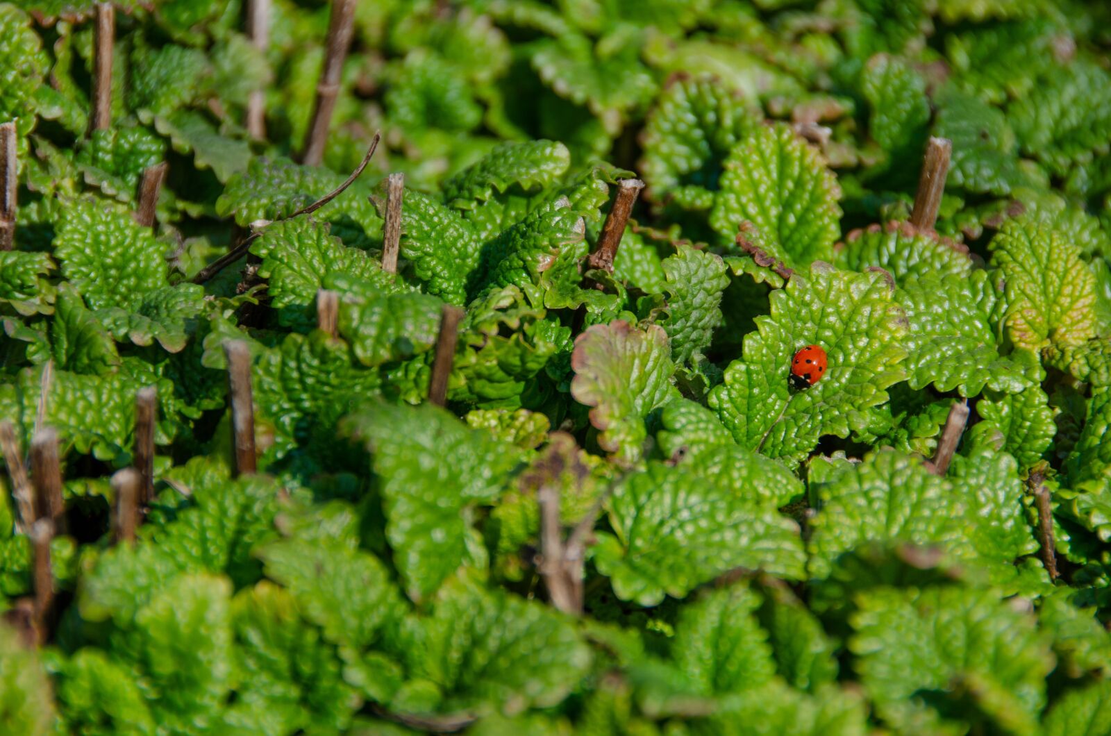Nikon D7000 sample photo. Balm, lemon balm, spring photography
