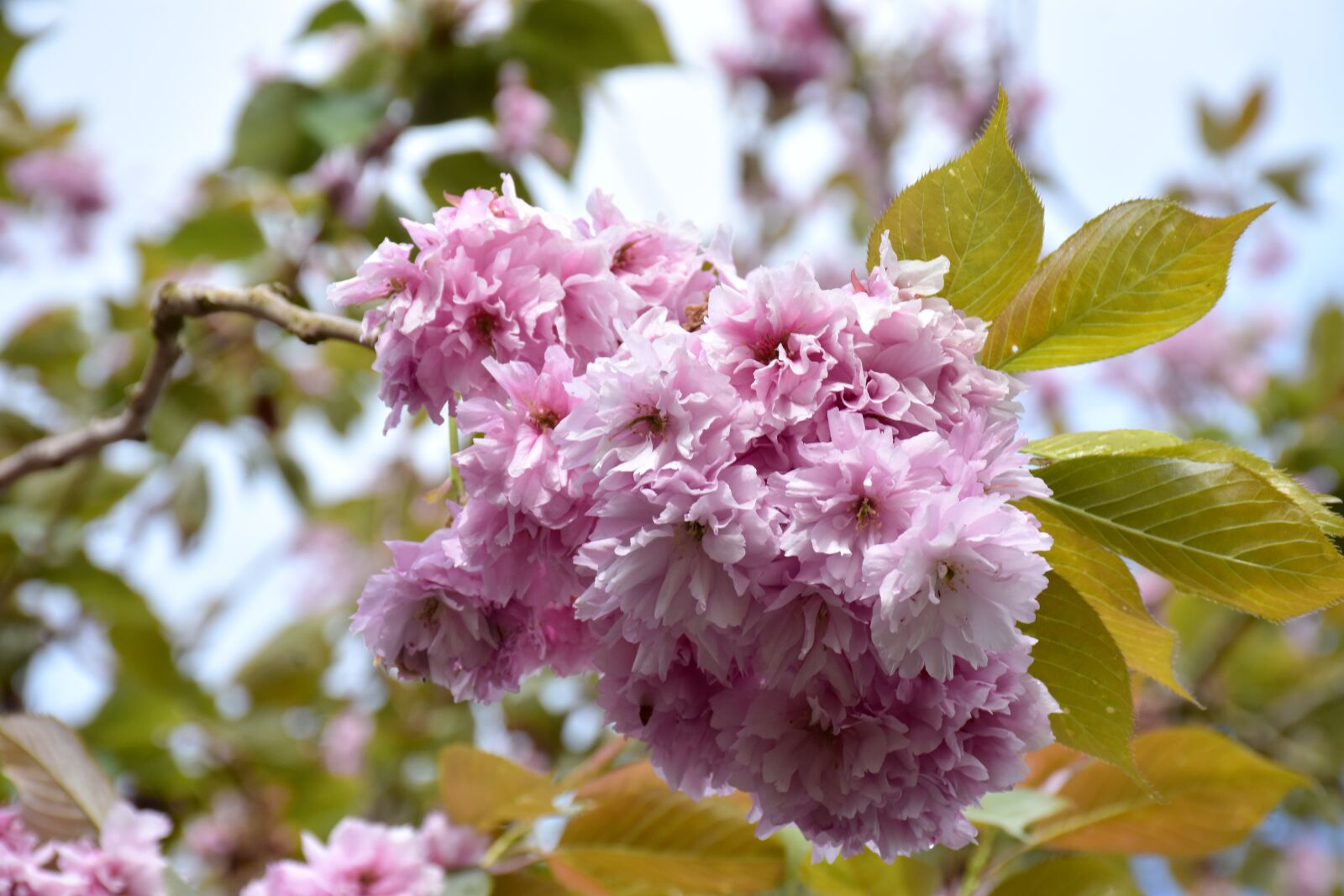 Nikon D7200 sample photo. Cherry blossom, flowers, pink photography