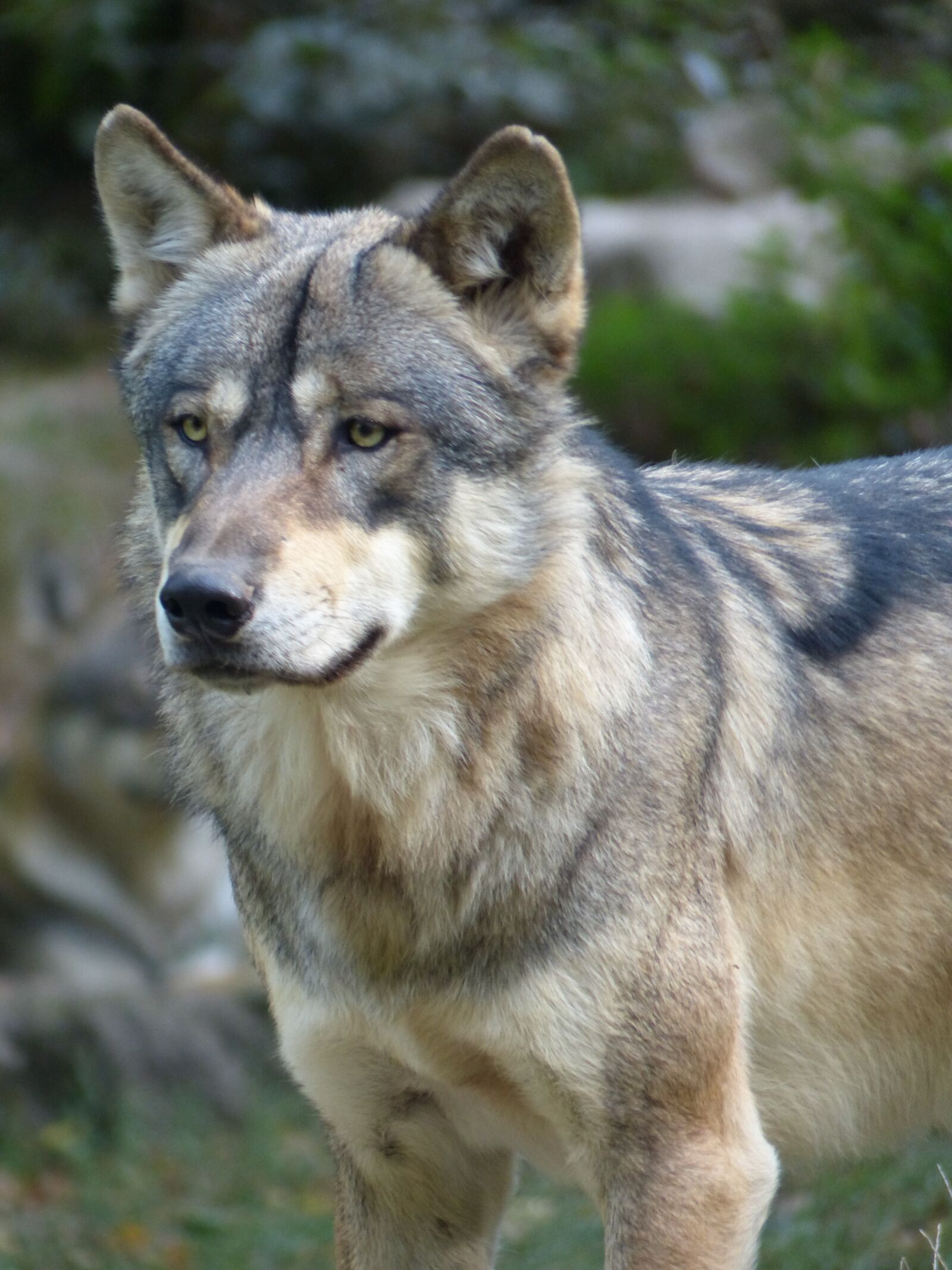 Panasonic Lumix DMC-FZ200 sample photo. Wolf, pack, nature photography