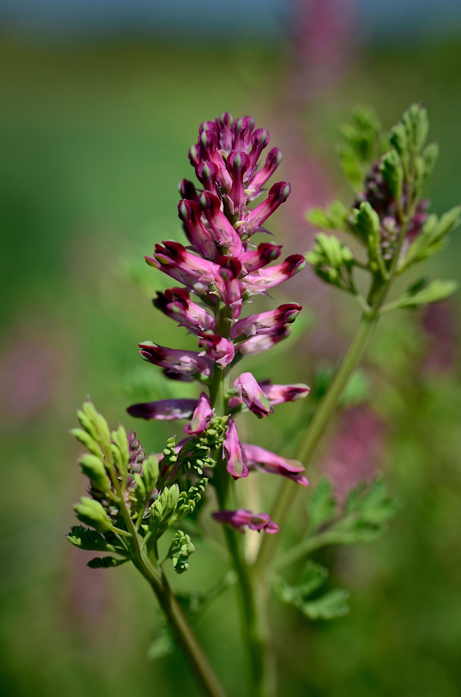 Nikon D7000 sample photo. Flower, spring, nature photography
