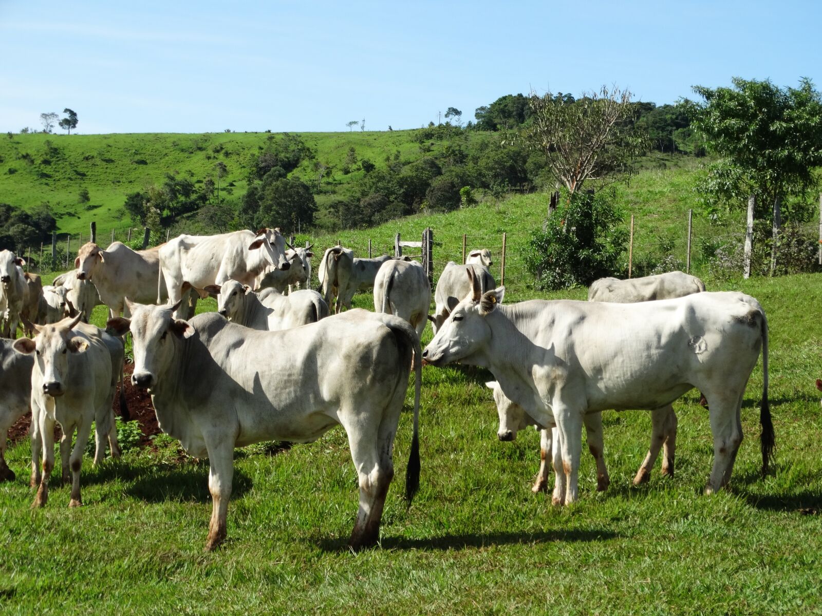 Sony Cyber-shot DSC-HX300 sample photo. Livestock cutting, cattle, nutrition photography