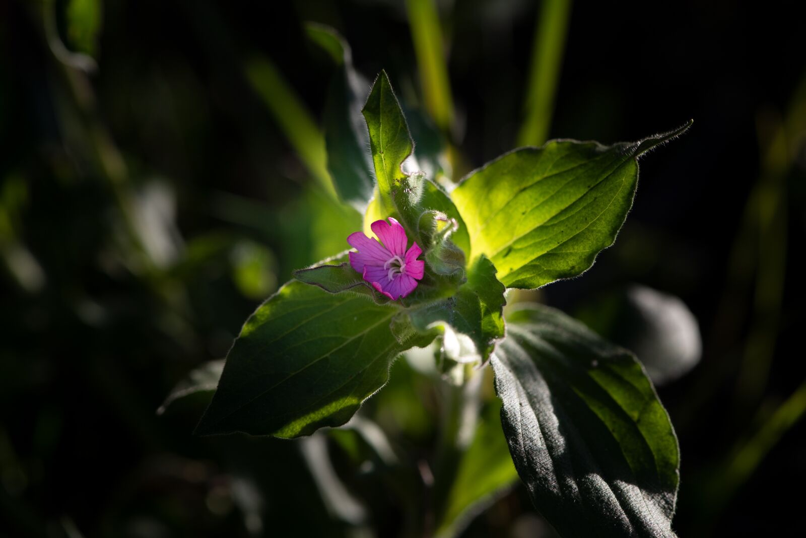 Nikon D750 sample photo. Heath orchid, smock, pointed photography
