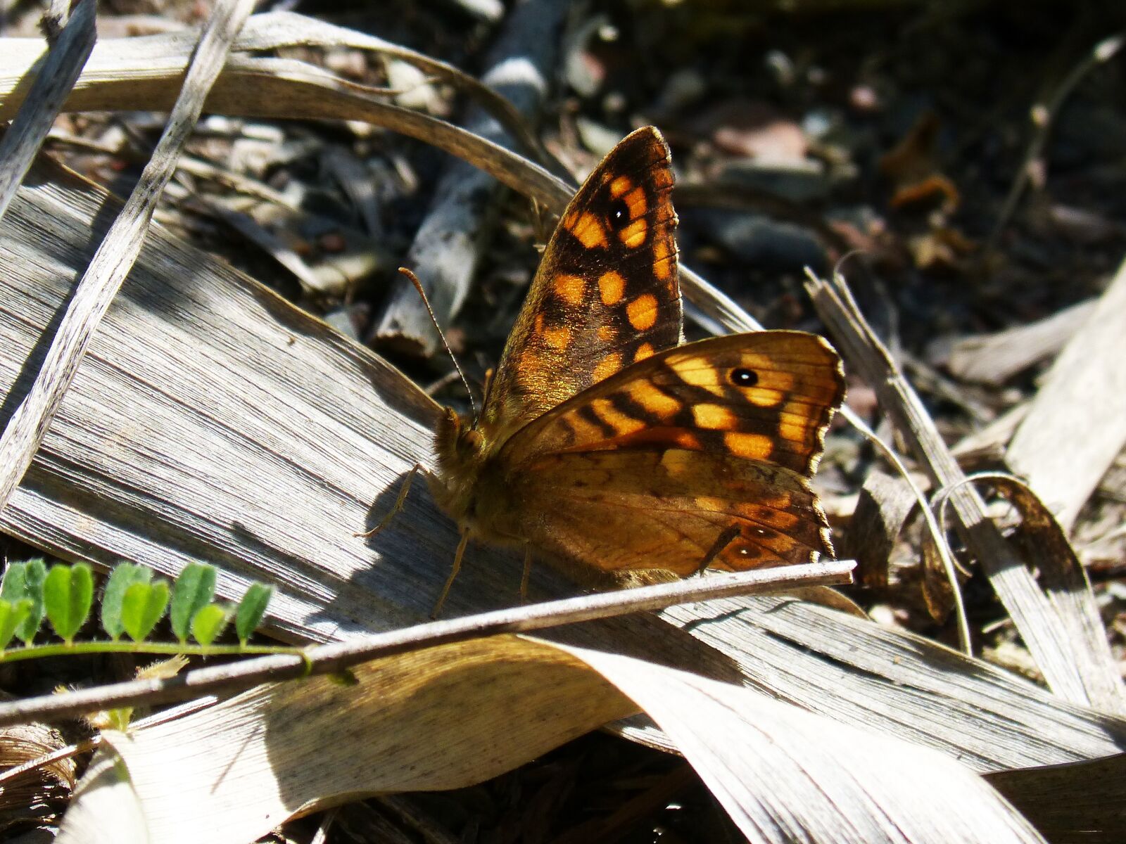 Panasonic DMC-FZ62 sample photo. Margenera, saltacercas, butterfly photography