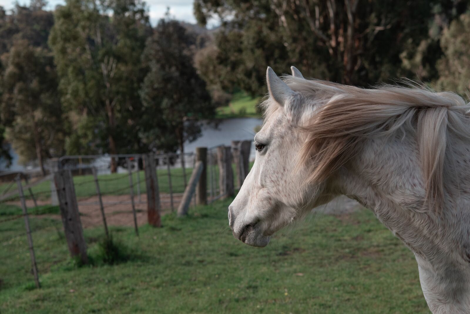 Nikon D750 sample photo. Horse, pony, australian pony photography