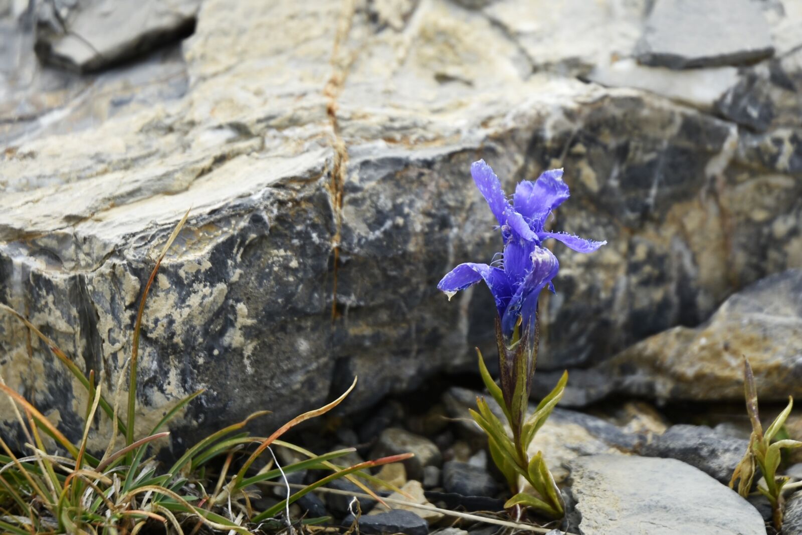 Nikon D7200 sample photo. Flower, stone, rock photography