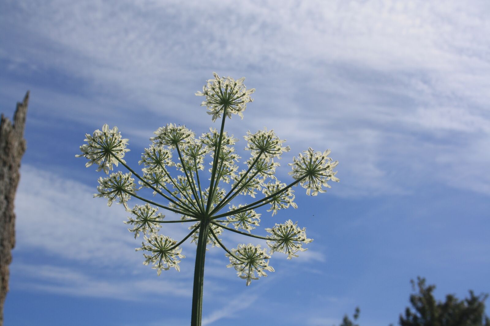 Canon EOS 1000D (EOS Digital Rebel XS / EOS Kiss F) sample photo. Flower head, sky, nature photography