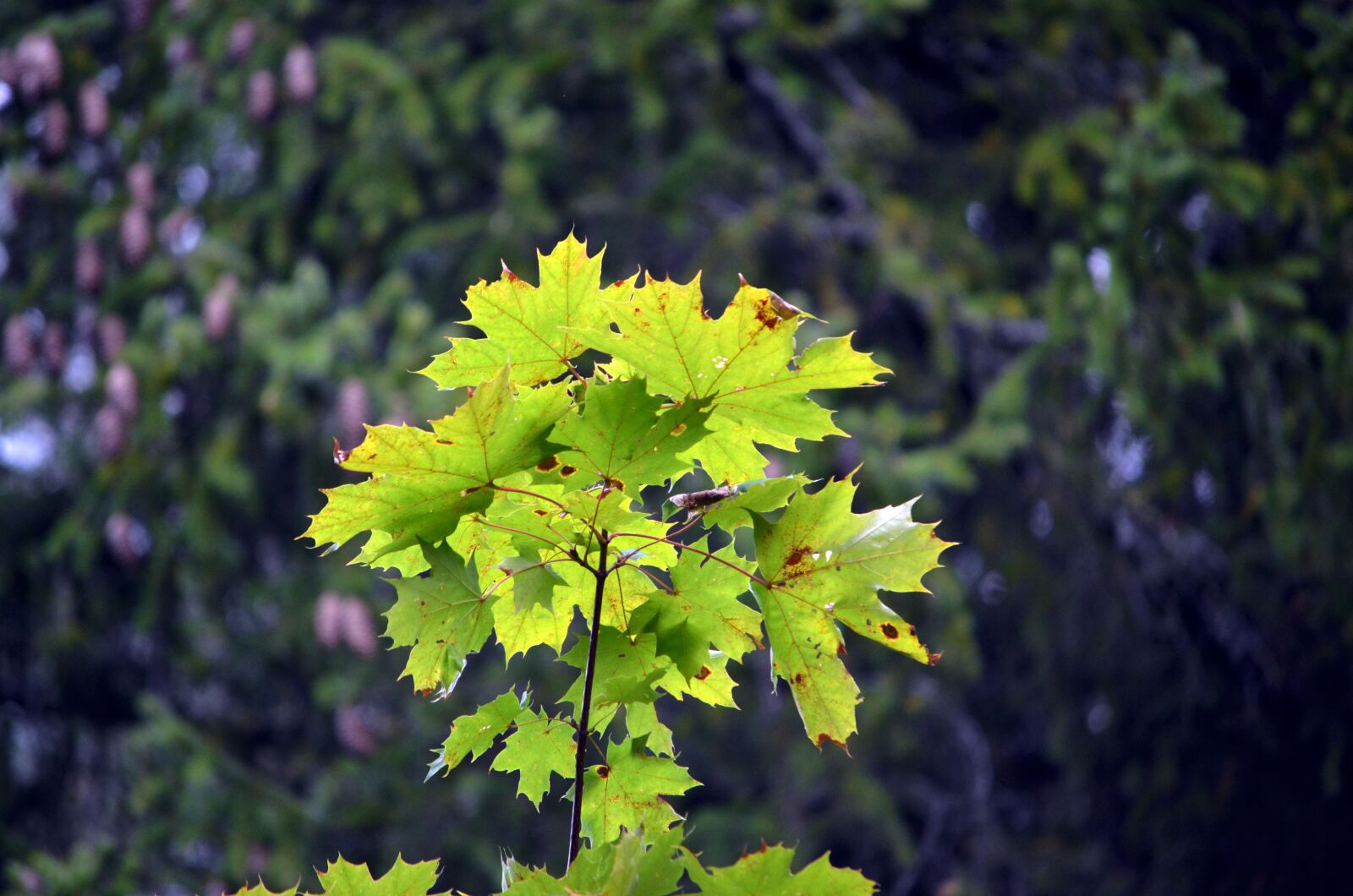 Nikon D5100 sample photo. Leaves, foliage, plants photography