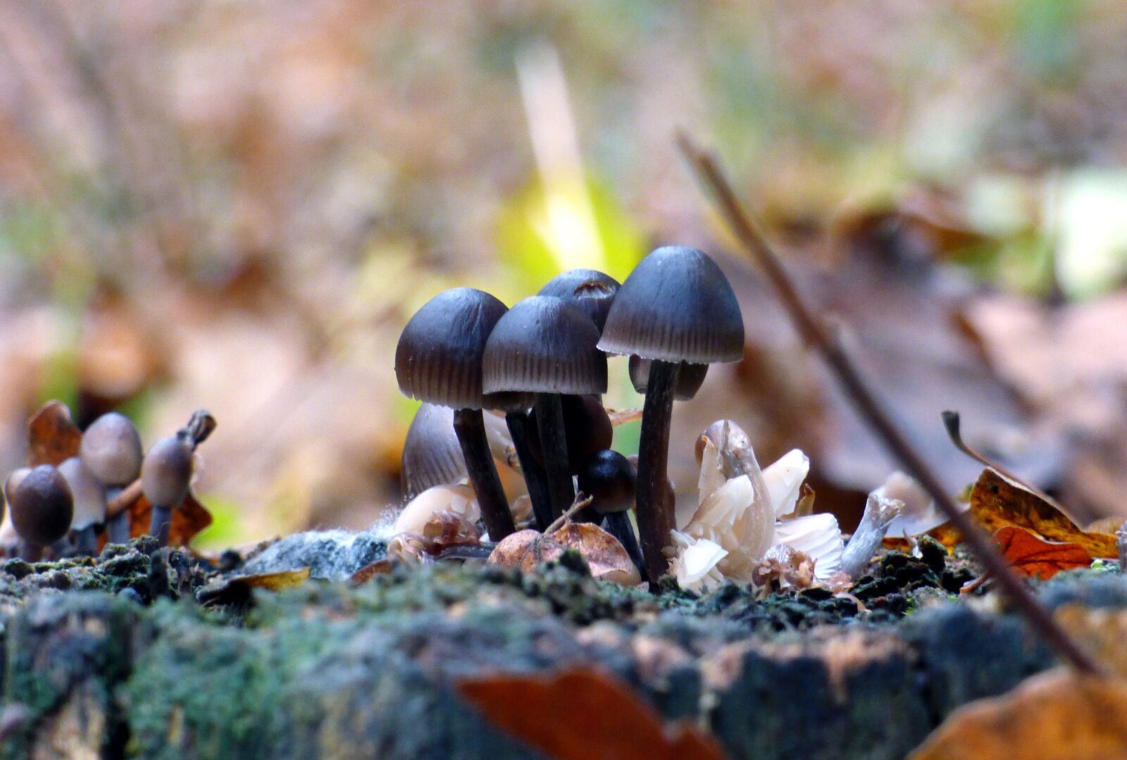 Panasonic DMC-FZ72 sample photo. Fall, mushrooms, forest photography