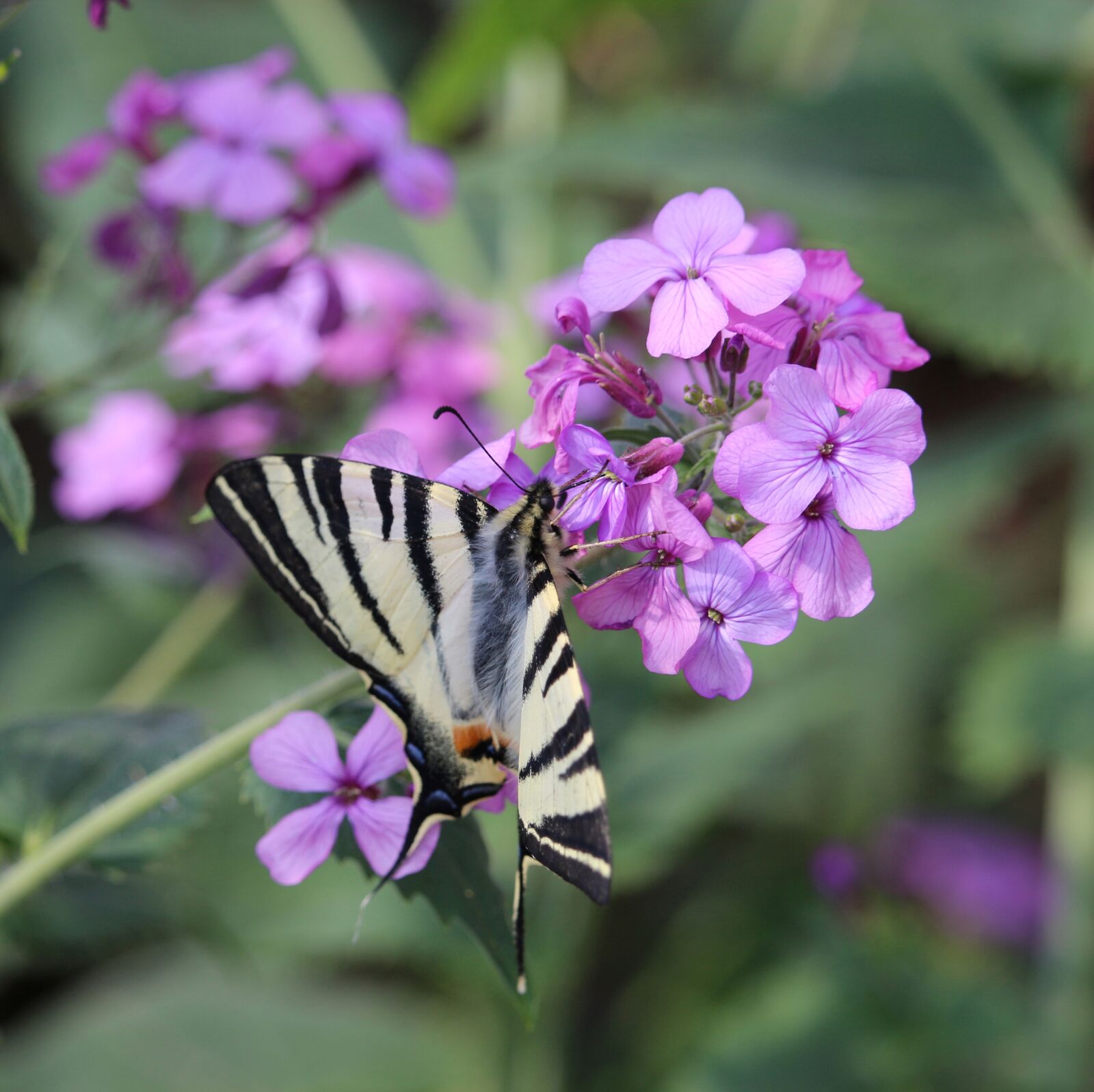 Canon EOS 700D (EOS Rebel T5i / EOS Kiss X7i) sample photo. Lilac, purple, violet photography