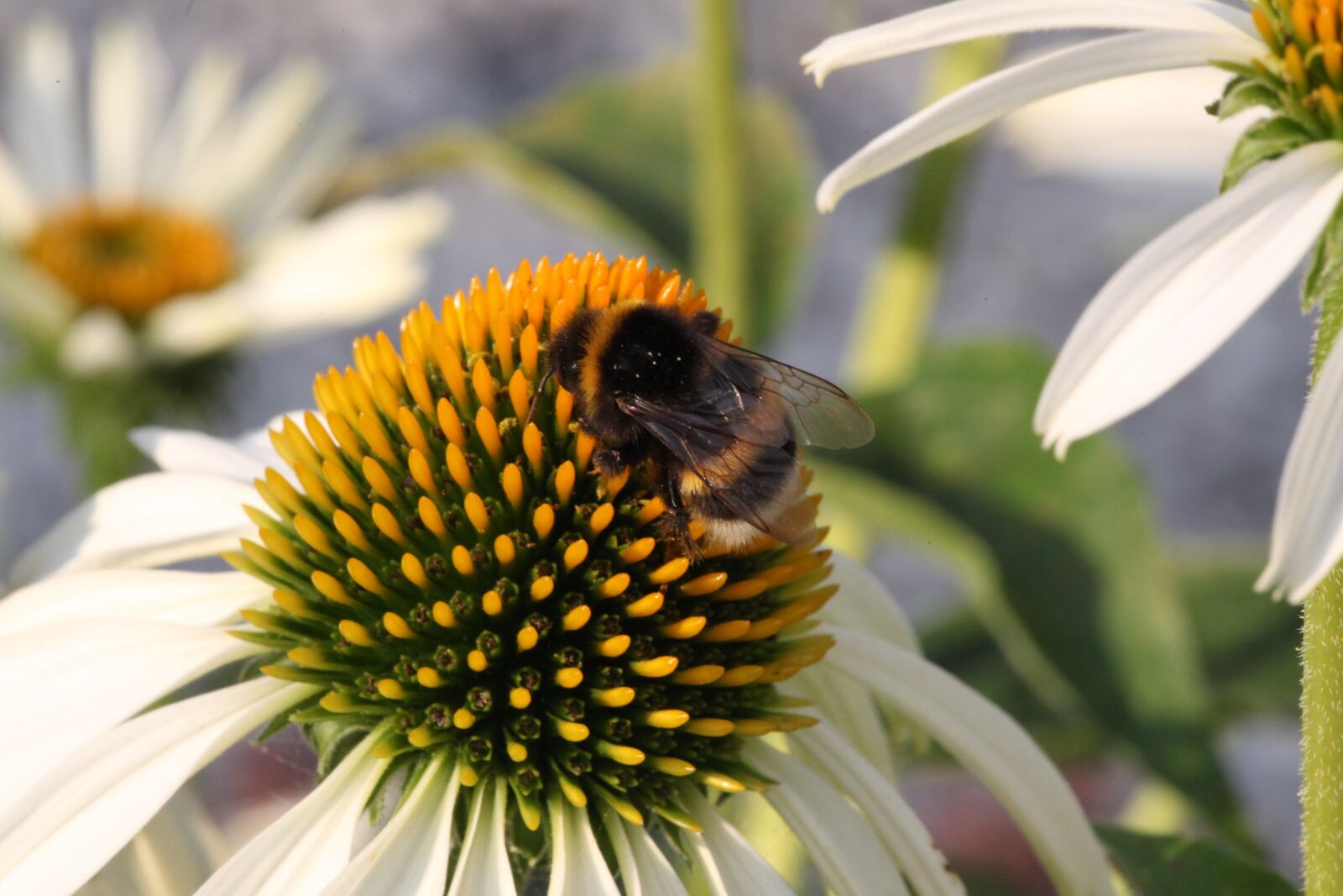 Canon EOS 5D Mark II sample photo. Hummel, blossom, bloom photography