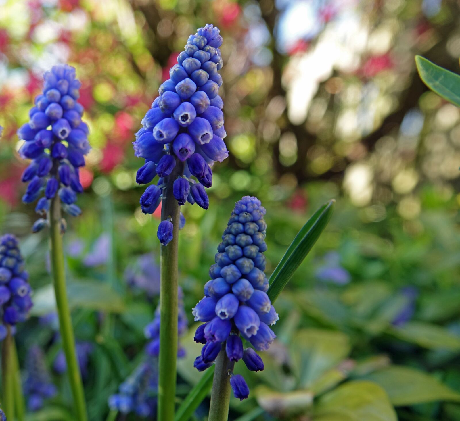 Sony Cyber-shot DSC-RX10 III sample photo. Bloom, muscari botryoides, flower photography