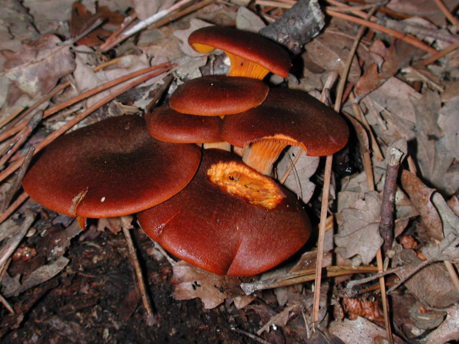 Nikon E990 sample photo. Wood, red mushroom, fungus photography