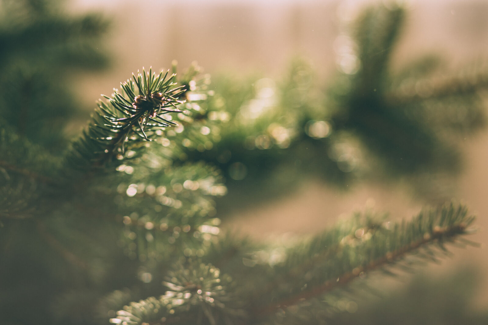 Canon EF 85mm F1.8 USM sample photo. Blur, branch, christmas, christmas photography