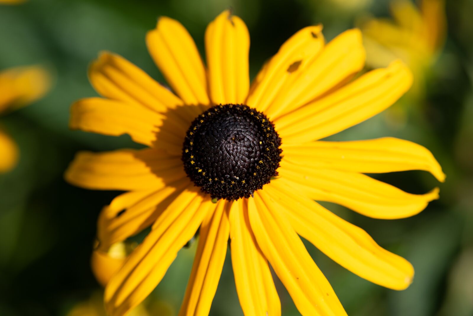Nikon D750 sample photo. Coneflower, flower, yellow coneflower photography