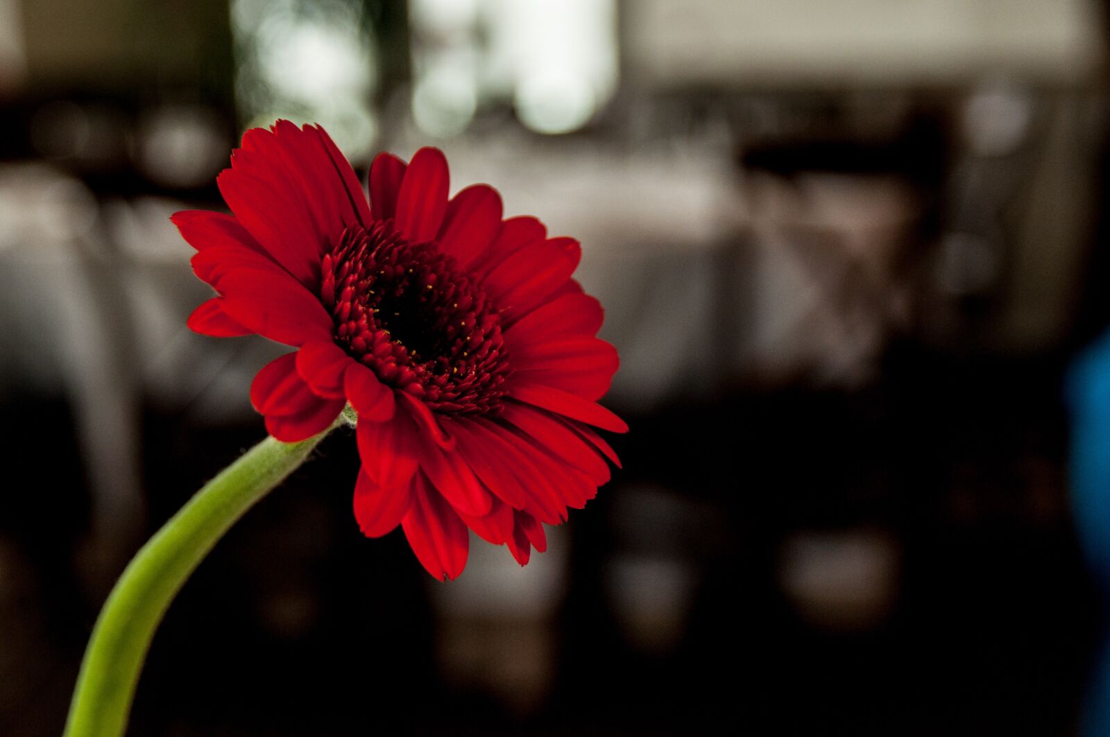 Nikon D5000 sample photo. Flower, daisy, bloom photography