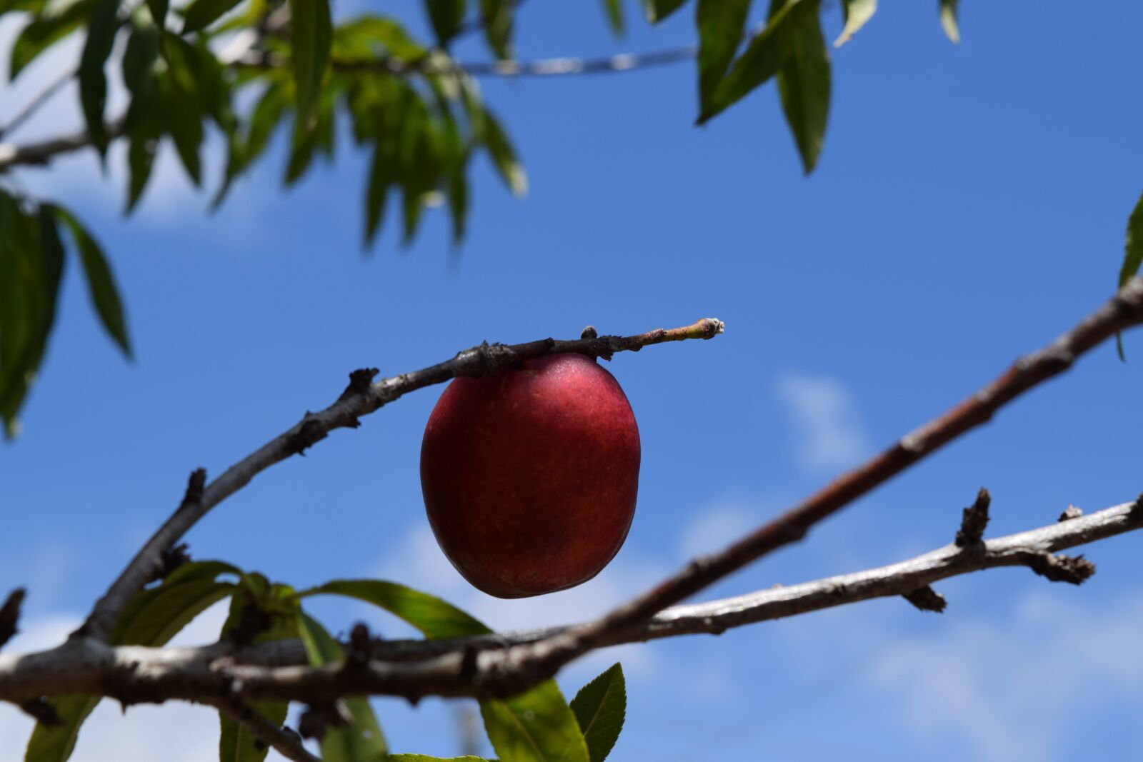 Nikon D3300 sample photo. Tree, blue sky, fruit photography