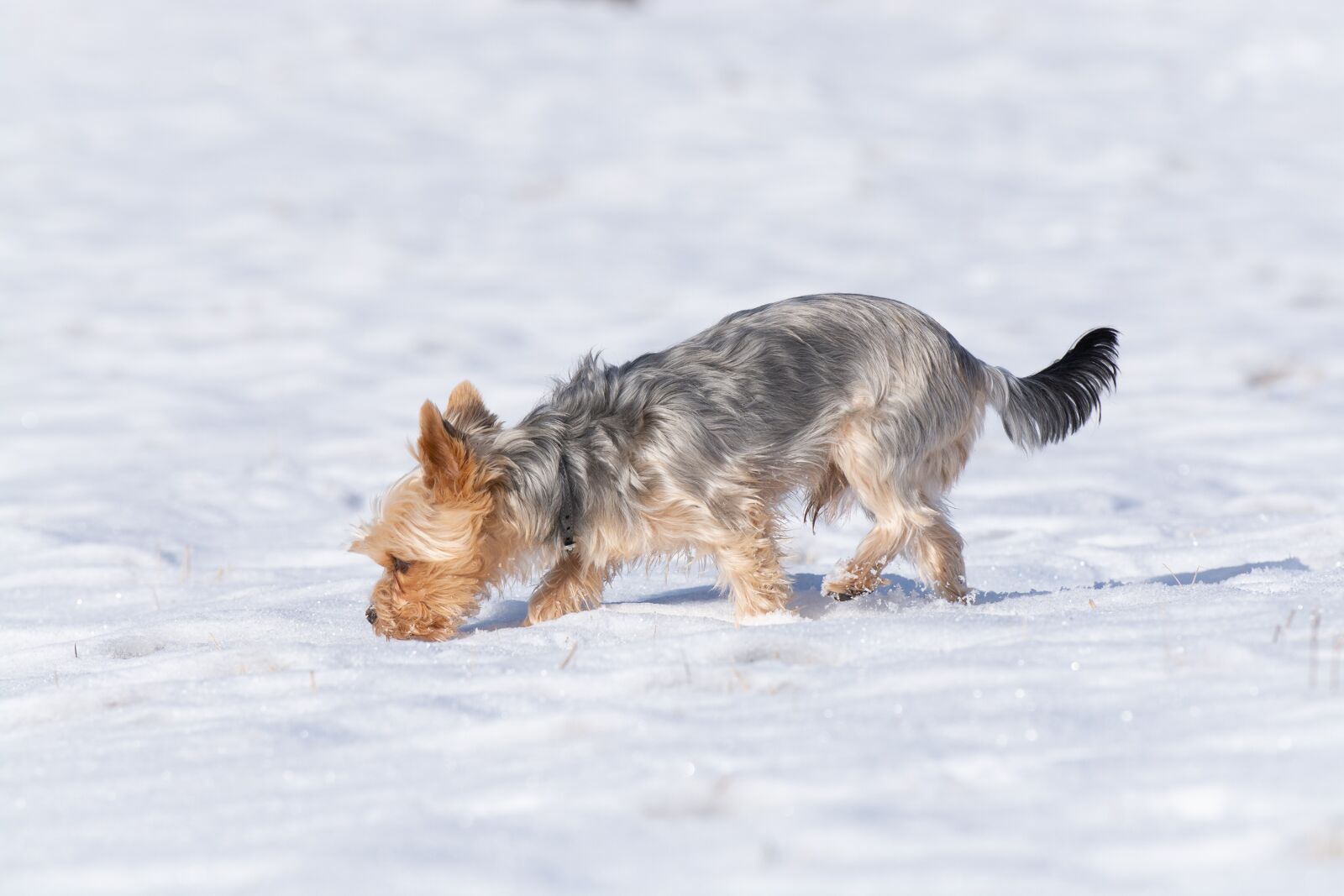 Nikon D7100 sample photo. Dog, winter, snow photography