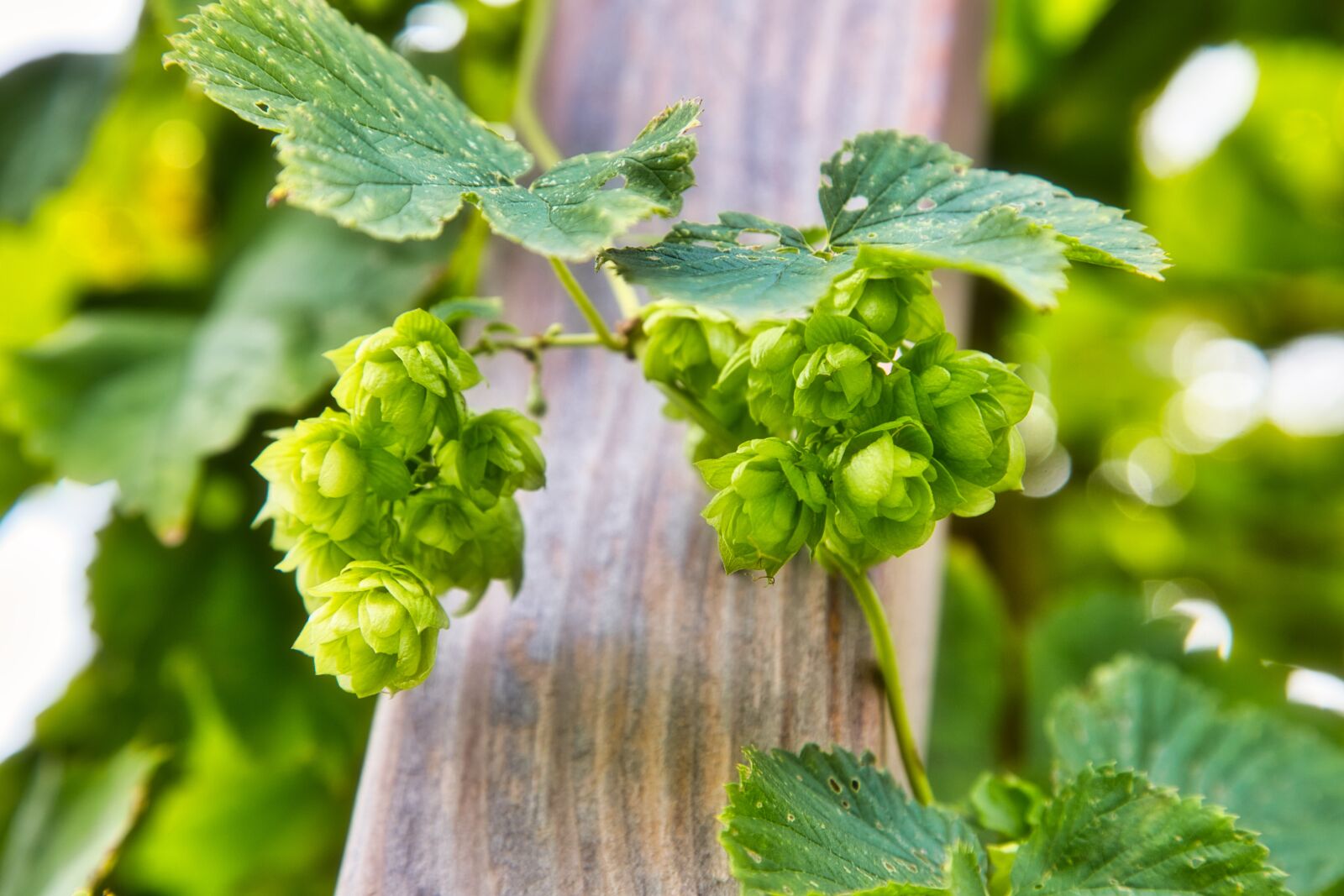 Canon EOS 6D + Canon EF 24-105mm F4L IS USM sample photo. Hops, flowers, hop umbels photography