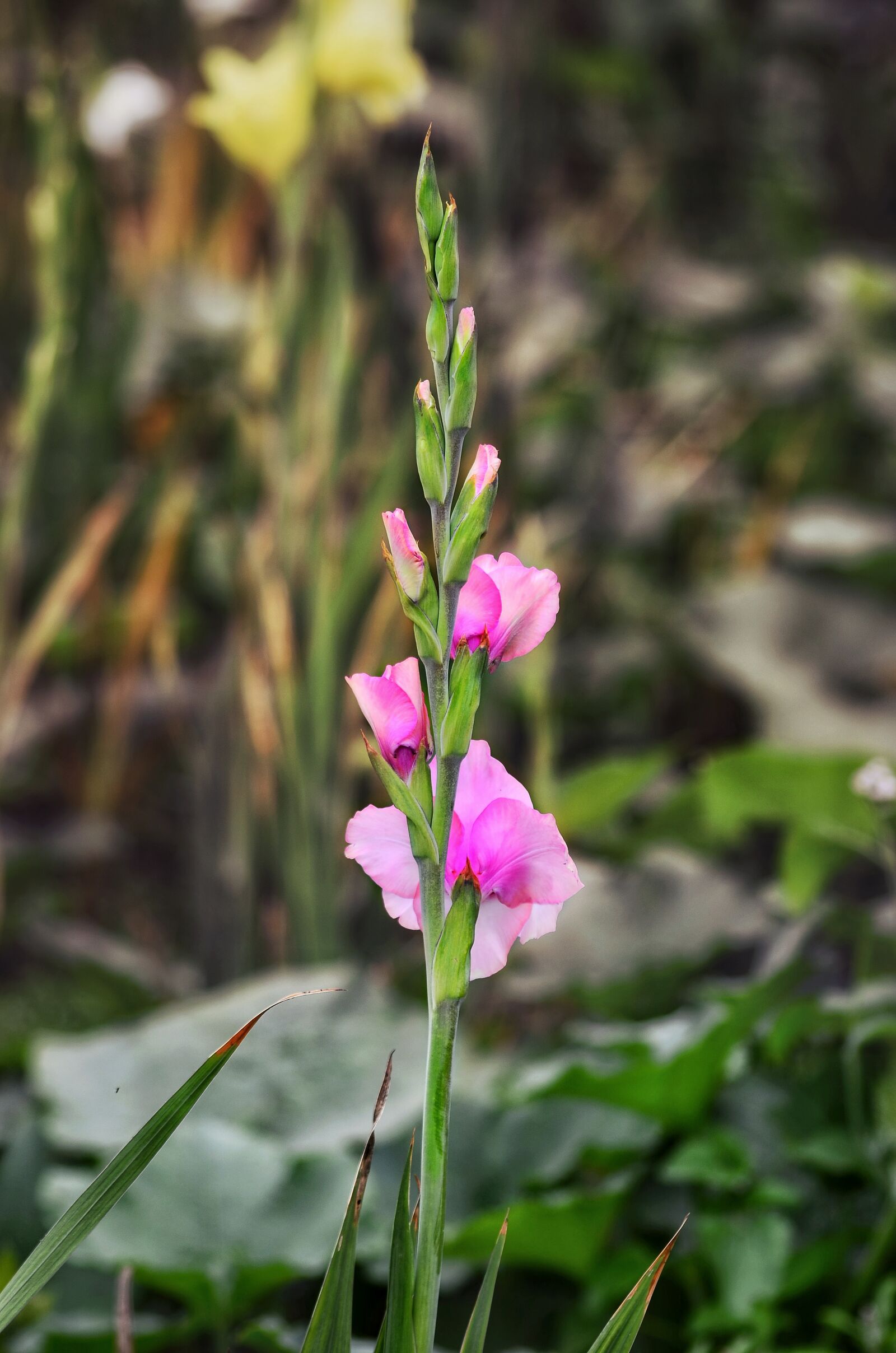 Nikon D5100 sample photo. Bud, flower, garden photography