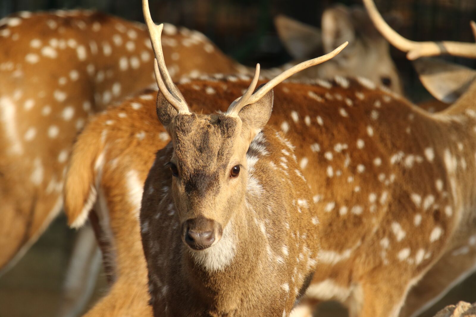 Canon EOS 7D Mark II sample photo. Deer, spotted, animal photography