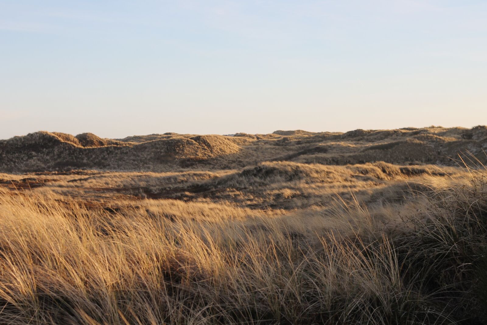 Canon EOS 1100D (EOS Rebel T3 / EOS Kiss X50) + Canon EF 50mm F1.8 II sample photo. Denmark, vacations, dunes photography