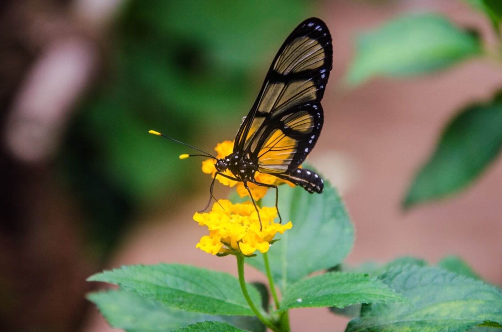 Nikon D5100 sample photo. Butterfly, tropical, insect photography