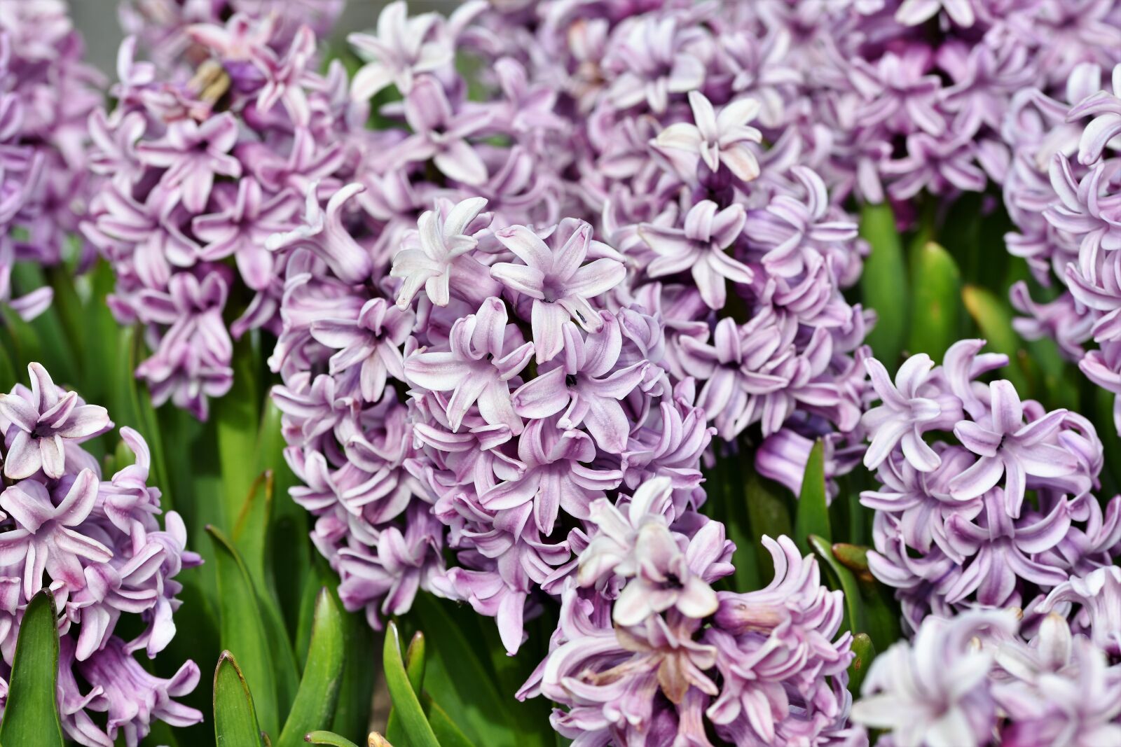 Nikon D7200 sample photo. Hyacinth, flowers, spring flower photography