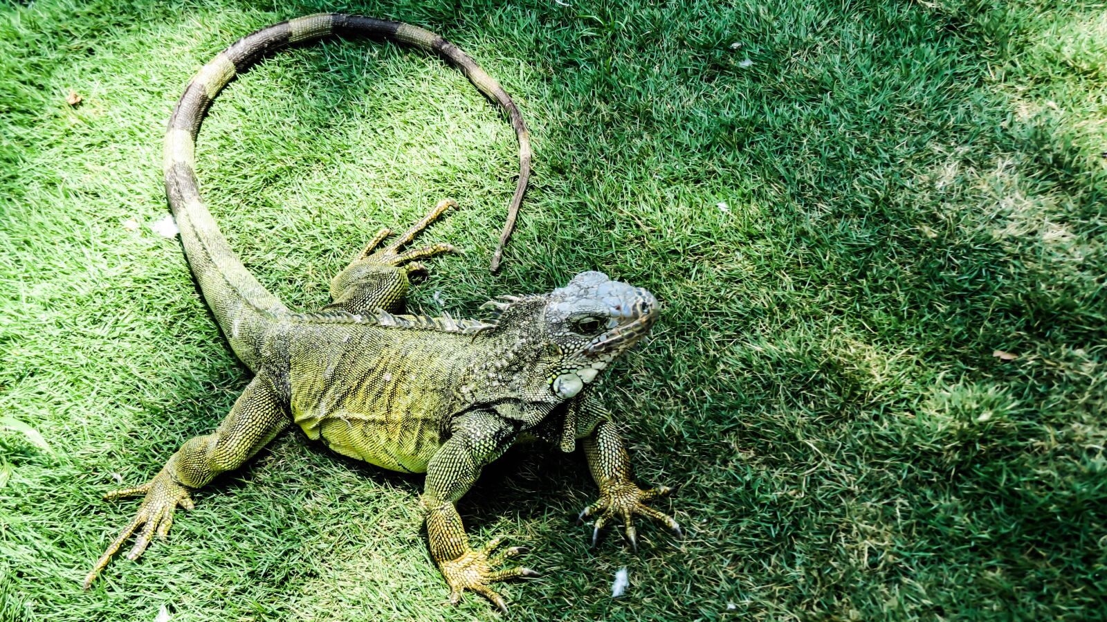 Canon PowerShot SX50 HS sample photo. Iguana, lizard, reptile photography