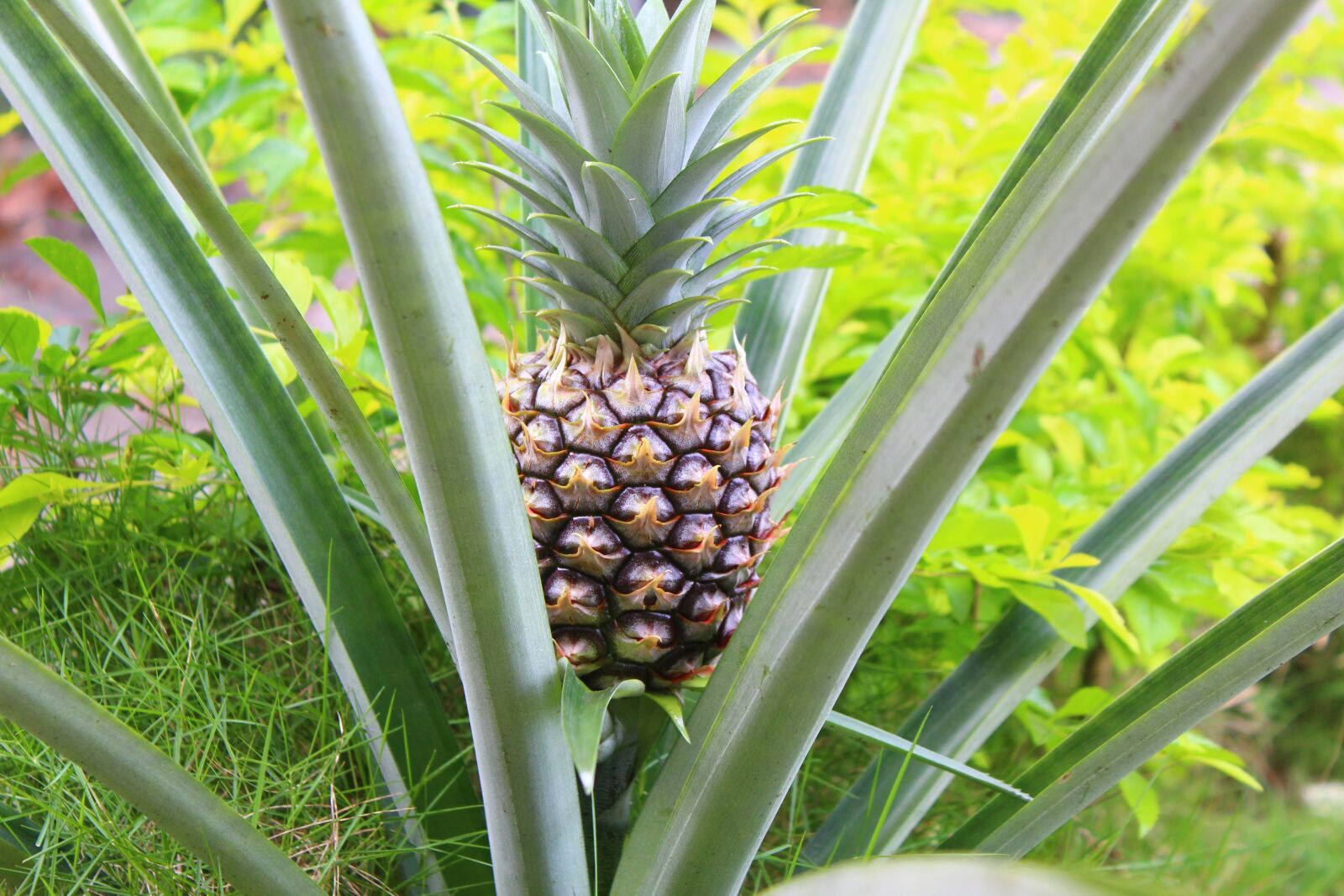 Canon EOS 1300D (EOS Rebel T6 / EOS Kiss X80) sample photo. Pineapple, fruit, natural photography