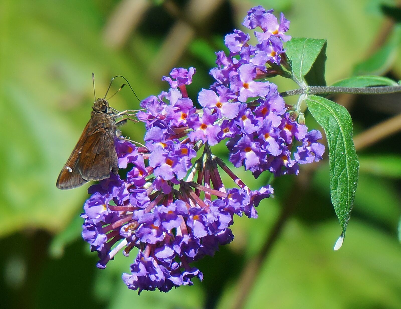Sony Alpha NEX-5T sample photo. Clouded skipper, skipper, butterfly photography
