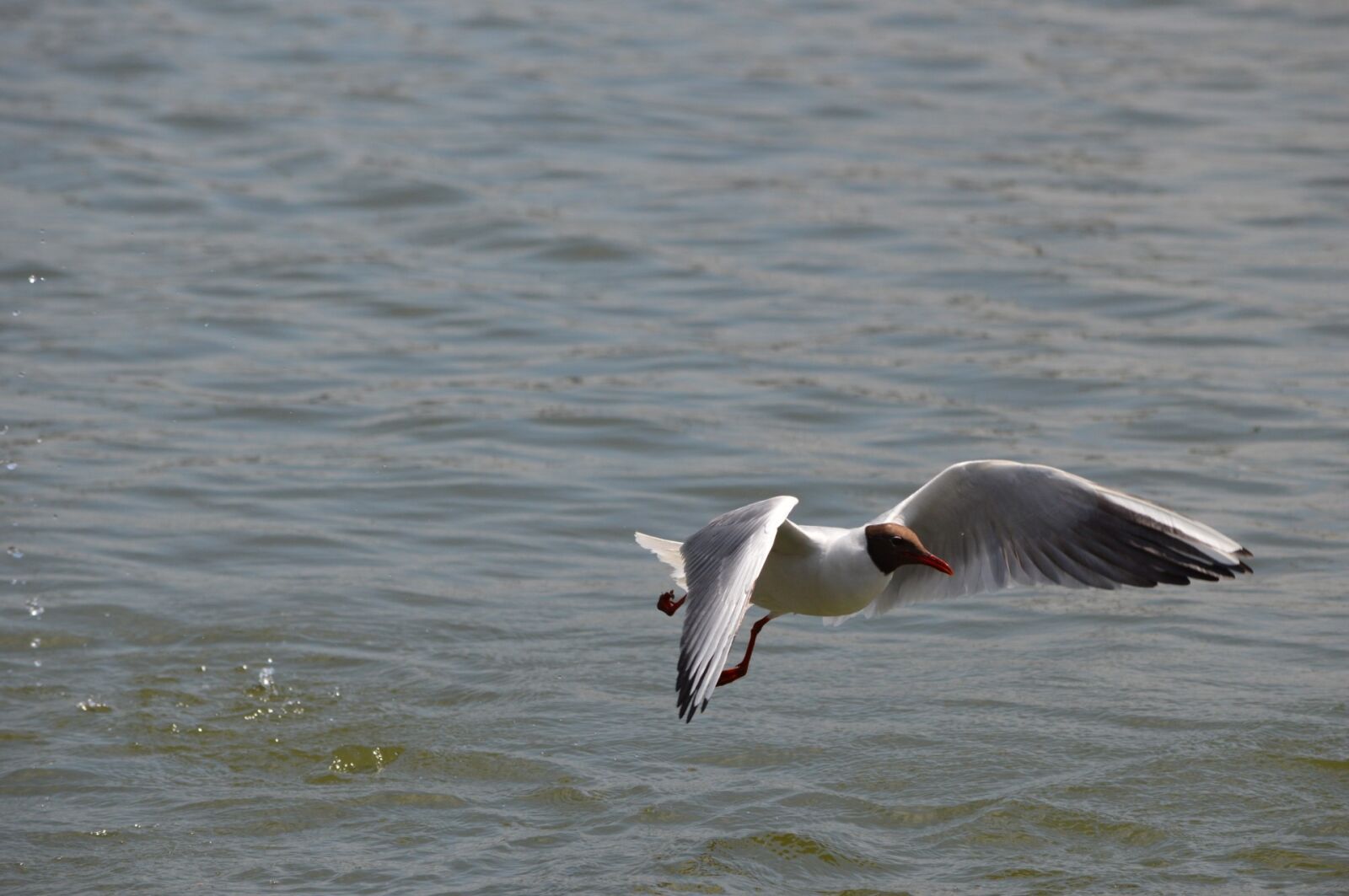 Nikon D3200 sample photo. Bird, seabird, seagull photography