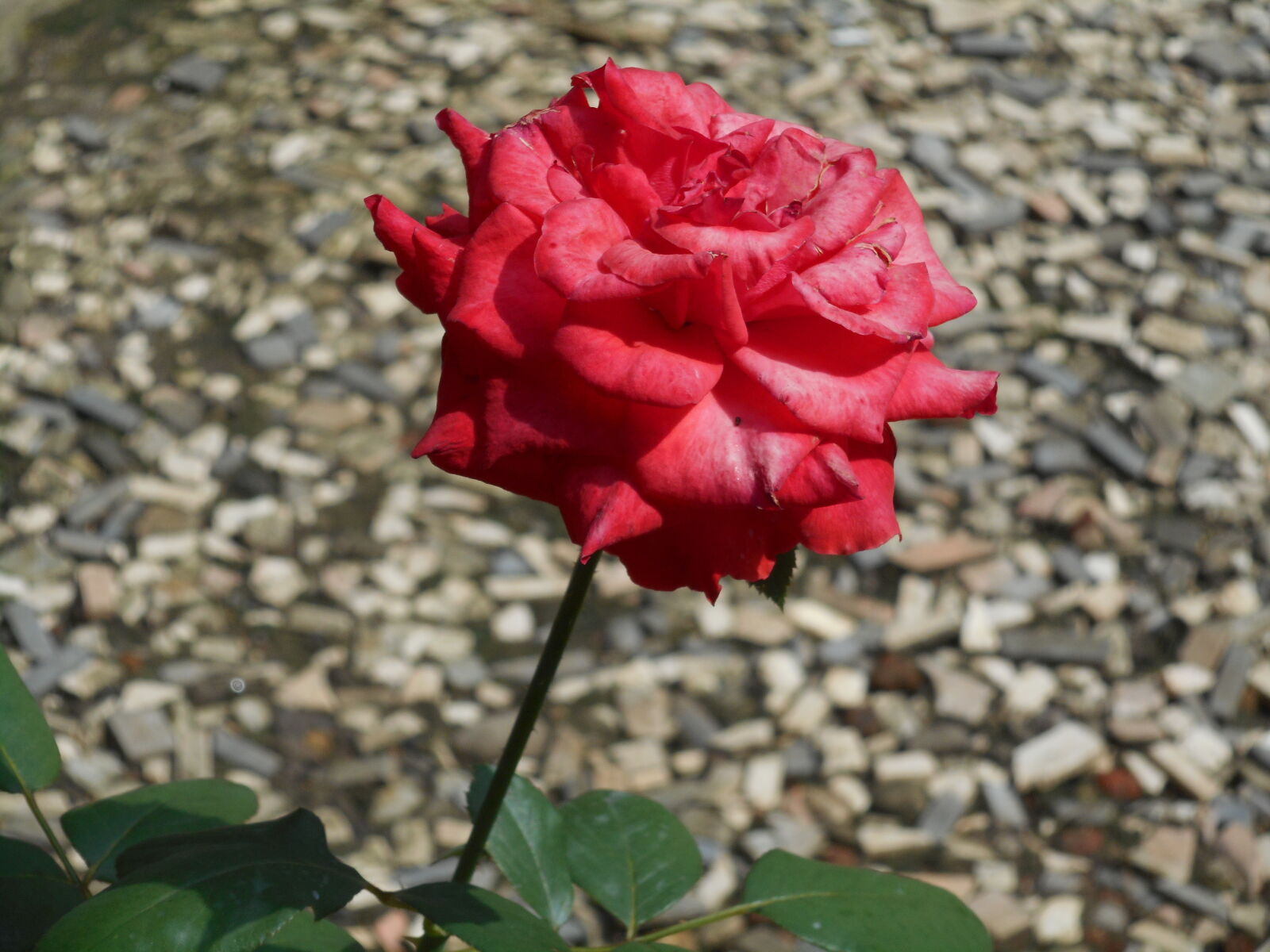 Nikon Coolpix S3700 sample photo. Beautiful, flowers, red, roses photography