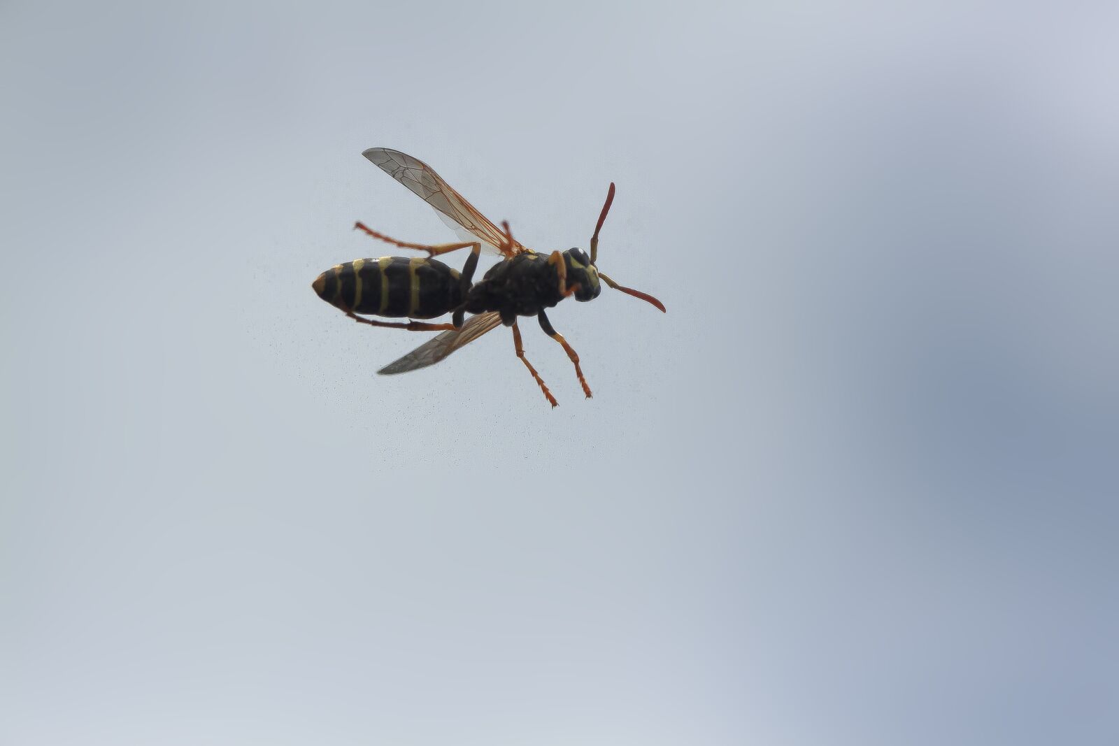 Canon EOS 50D sample photo. Wasp, field wasp, insect photography