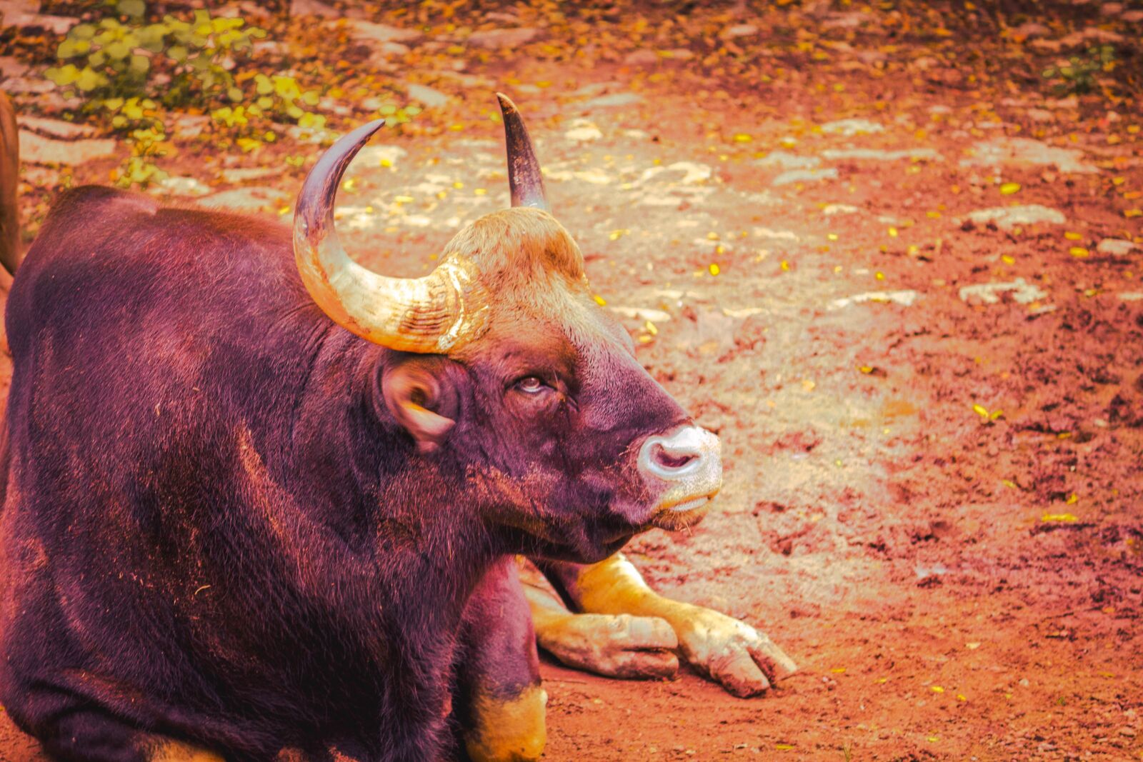 Canon EOS 700D (EOS Rebel T5i / EOS Kiss X7i) sample photo. Bull, wildlife, zoo photography