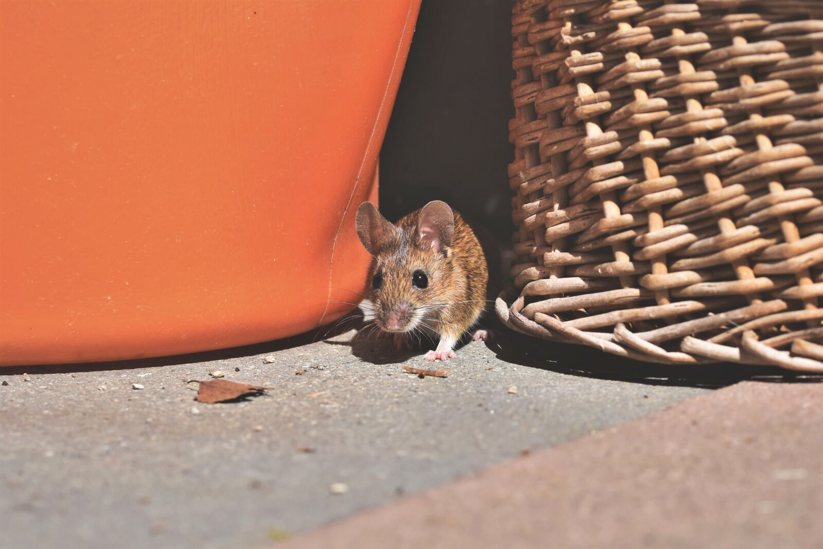 Nikon D7200 sample photo. House mouse, mouse, nager photography